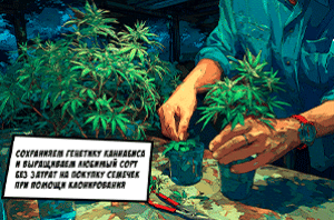 Клонирование конопли и корневые гормоны