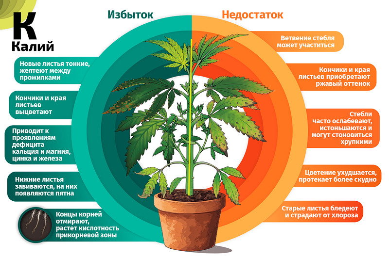 Калий и конопля