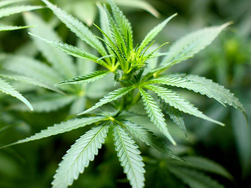 Материнское растение конопли Материнское растение марихуаны - клонирование