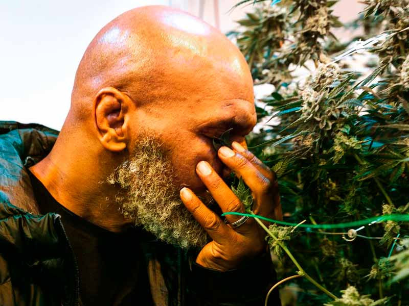 Tyson Holistic Holdings Майк Тайсон и марихуана