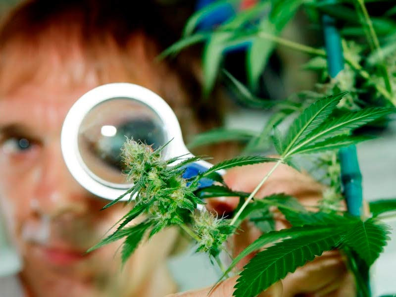 Определение качества шишек Определение зрелости каннабиса