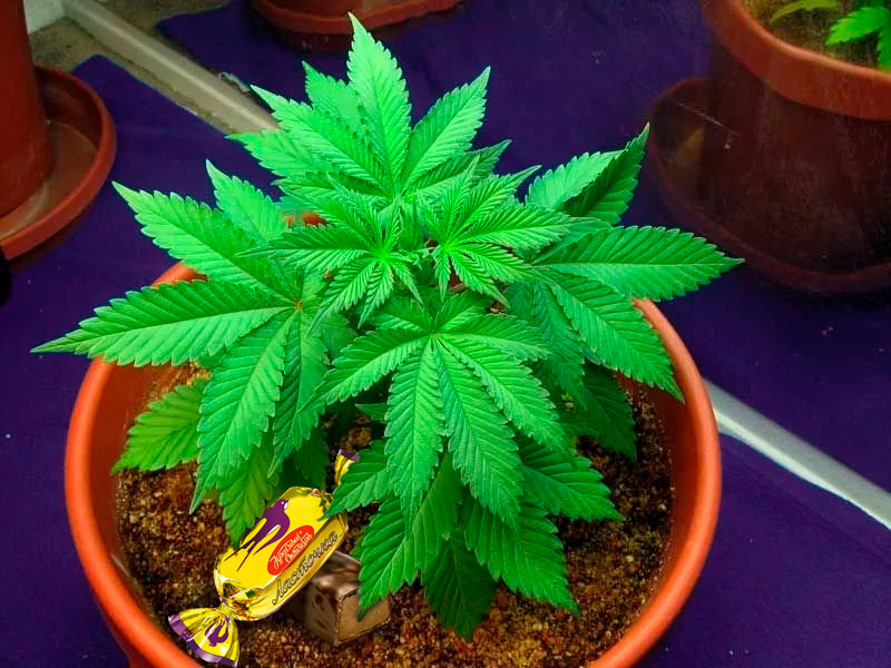 Сахар может навредить корням каннабиса Корни конопли могут загнить от сахара