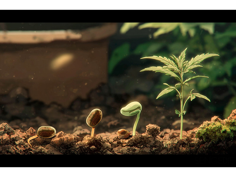 Этап шестой – проращивания марихуаны