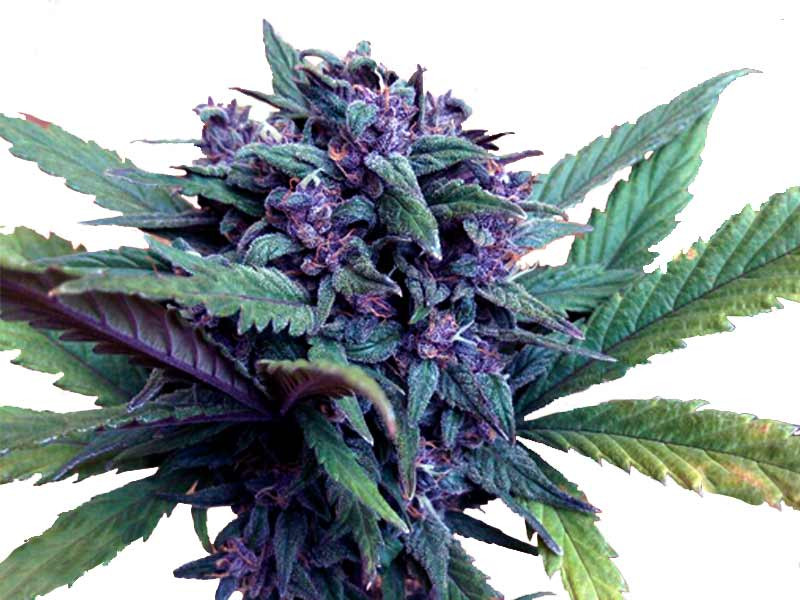 «Сорт Crystal METH auto fem от «FastBuds» Crystal METH auto fem