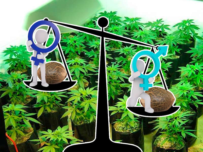 Для клонирования лучше регулярные семена Для материнского растения лучше подходят регулярные семена конопли