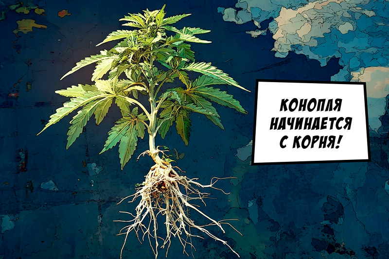 Корни конопли