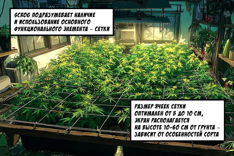 Метод ScrOG в действии