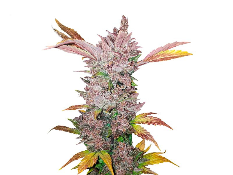 «Сорт LSD auto fem» от «Семяныча» LSD auto fem