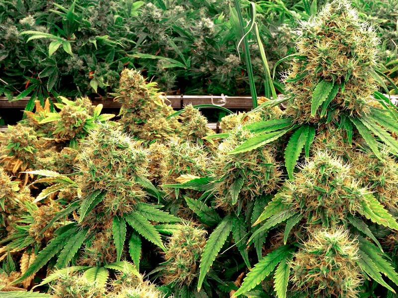 Материнское растение из клона лучшего куста Выбор лучшей мамы для клонирования