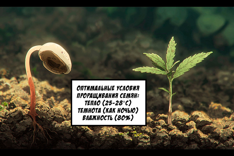 Ошибки на стадии выбора и проращивания семян