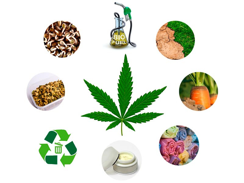 Области применения марихуаны Сферы применения конопли